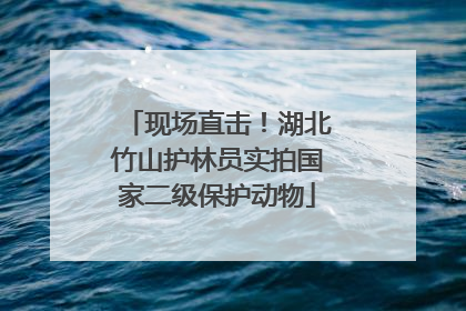 现场直击！湖北竹山护林员实拍国家二级保护动物