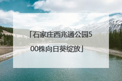 石家庄西兆通公园500株向日葵绽放