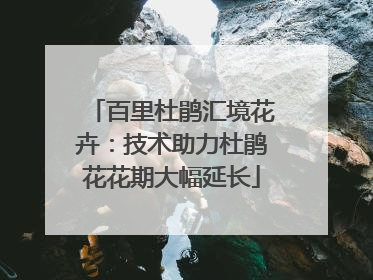 百里杜鹃汇境花卉：技术助力杜鹃花花期大幅延长