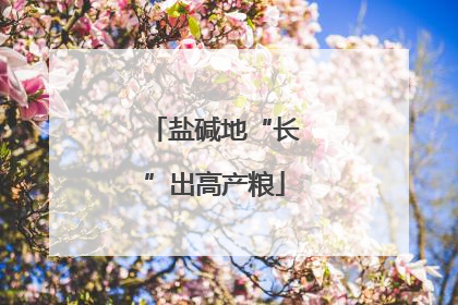 盐碱地“长”出高产粮