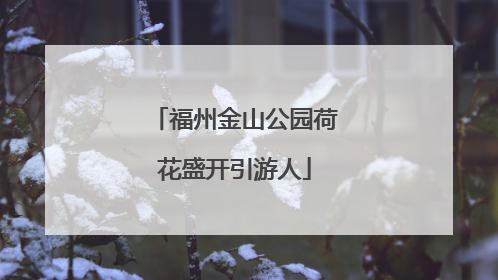 福州金山公园荷花盛开引游人