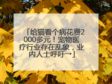 给猫看个病花费2000多元！宠物医疗行业存在乱象，业内人士呼吁→