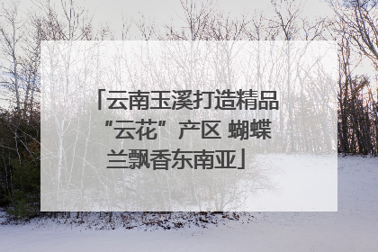 云南玉溪打造精品“云花”产区 蝴蝶兰飘香东南亚