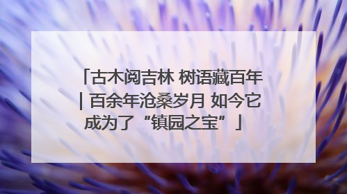 古木阅吉林 树语藏百年｜百余年沧桑岁月 如今它成为了“镇园之宝”