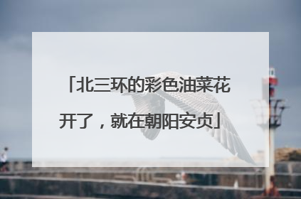 北三环的彩色油菜花开了，就在朝阳安贞