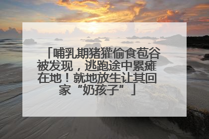 哺乳期猪獾偷食苞谷被发现，逃跑途中累瘫在地！就地放生让其回家“奶孩子”