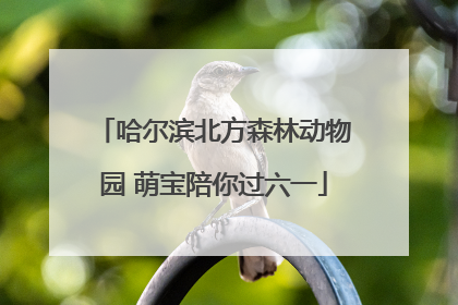 哈尔滨北方森林动物园 萌宝陪你过六一