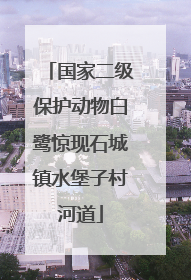 国家二级保护动物白鹭惊现石城镇水堡子村河道