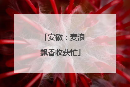 安徽：麦浪飘香收获忙