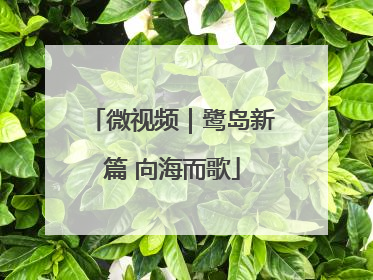 微视频｜鹭岛新篇 向海而歌