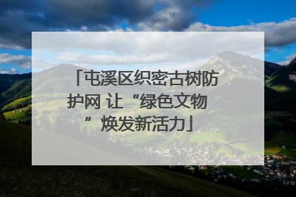 屯溪区织密古树防护网 让“绿色文物”焕发新活力