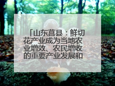 山东莒县：鲜切花产业成为当地农业增效、农民增收的重要产业发展和特色品牌