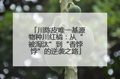 川陈皮唯一基源物种川红橘：从“被淘汰”到“香饽饽”的逆袭之路