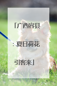 广西容县：夏日荷花引客来
