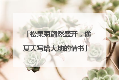 松果菊翩然盛开，像夏天写给大地的情书