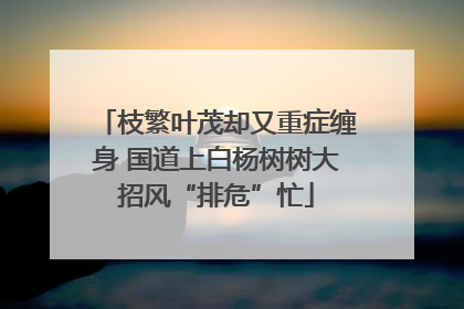 枝繁叶茂却又重症缠身 国道上白杨树树大招风“排危”忙