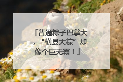 普通粽子巴掌大，“横县大粽”却像个巨无霸！