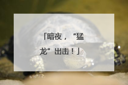 暗夜，“猛龙”出击！