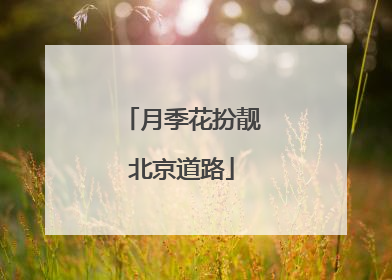 月季花扮靓北京道路