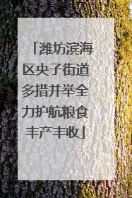 潍坊滨海区央子街道多措并举全力护航粮食丰产丰收
