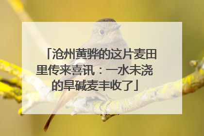沧州黄骅的这片麦田里传来喜讯：一水未浇的旱碱麦丰收了