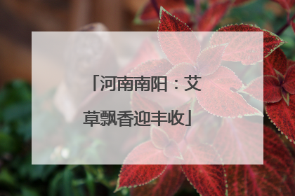 河南南阳：艾草飘香迎丰收