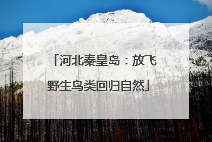 河北秦皇岛：放飞野生鸟类回归自然