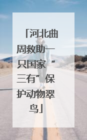 河北曲周救助一只国家“三有”保护动物翠鸟