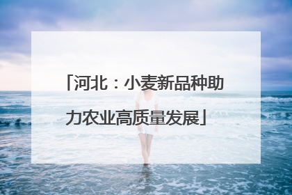 河北：小麦新品种助力农业高质量发展