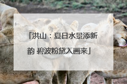 洪山：夏日水景添新韵 碧波粉黛入画来