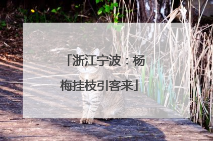 浙江宁波：杨梅挂枝引客来