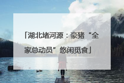湖北堵河源：豪猪“全家总动员”悠闲觅食
