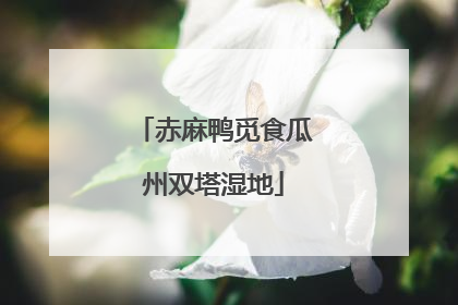 赤麻鸭觅食瓜州双塔湿地