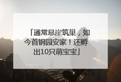 通常悬崖筑巢，如今首钢园安家！还孵出10只萌宝宝