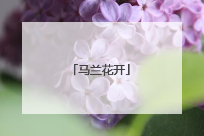 马兰花开