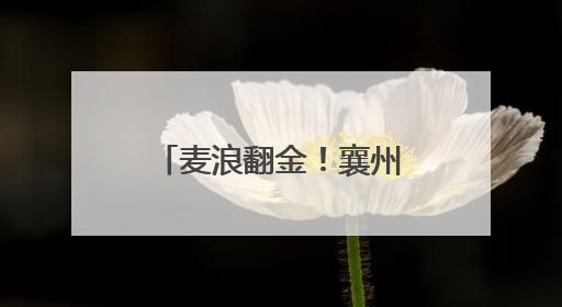 麦浪翻金！襄州区开启小麦收割“智能模式”