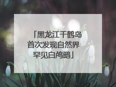黑龙江千鹤岛首次发现自然界罕见白鸬鹚