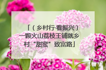（乡村行·看振兴）一颗火山荔枝王铺就乡村“甜蜜”致富路